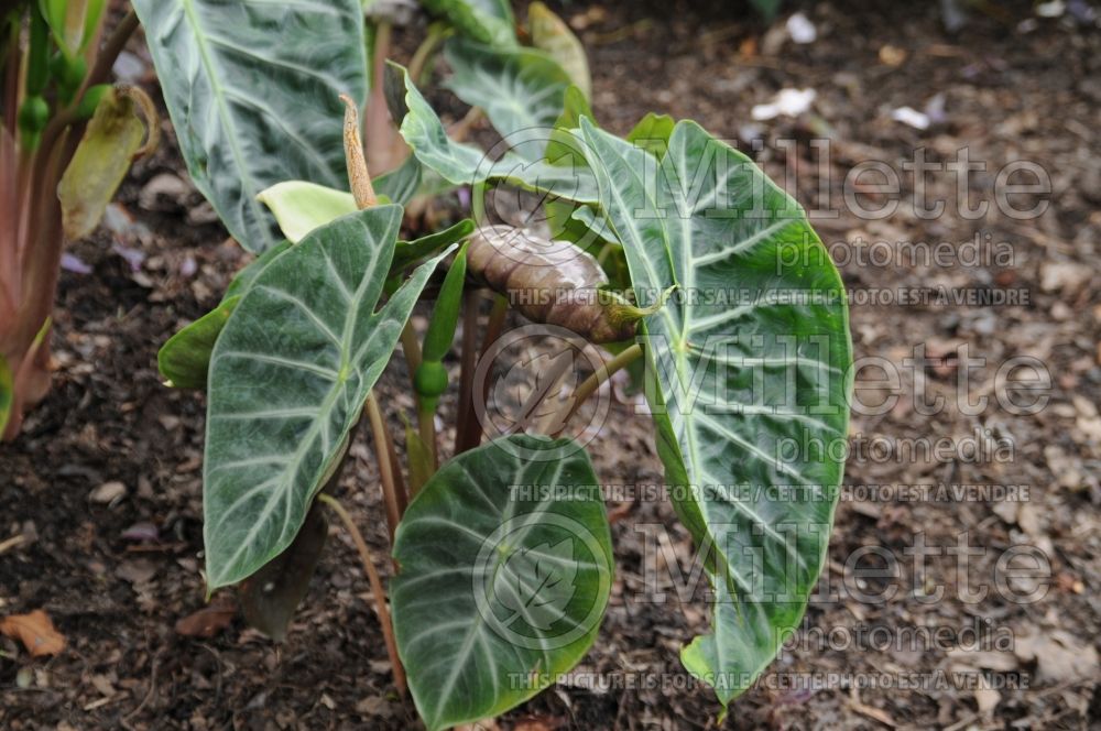 Alocasia Nairobi Nights (Alocasia elephant ear taro) 1