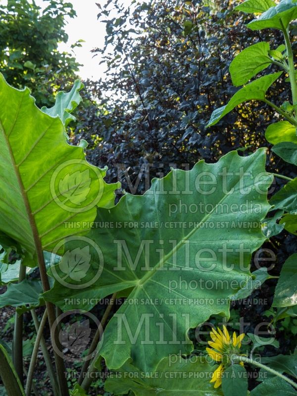 Alocasia Portora (Alocasia elephant ear taro) 1 