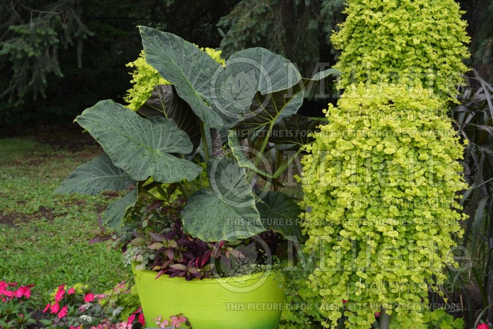 Alocasia Regal Shields (Alocasia elephant ear taro) 1  