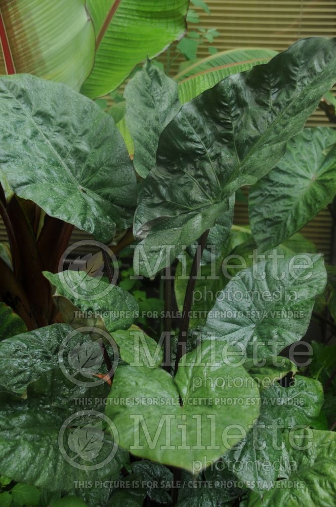 Alocasia Yucatan Princess (Alocasia elephant ear taro) 1  