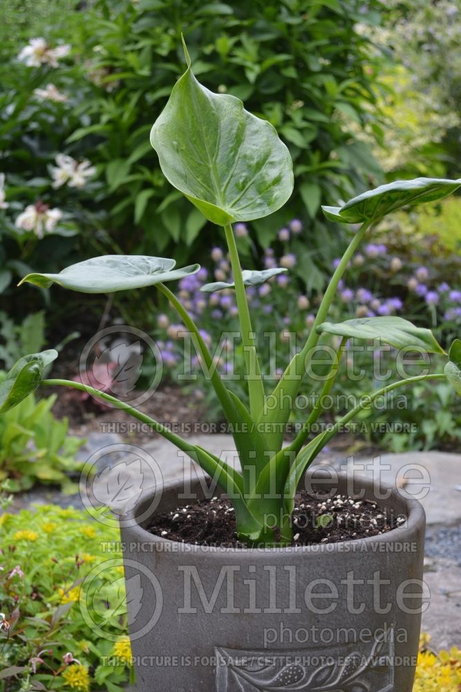 Alocasia Tiny Dancers (Alocasia elephant ear taro) 1 