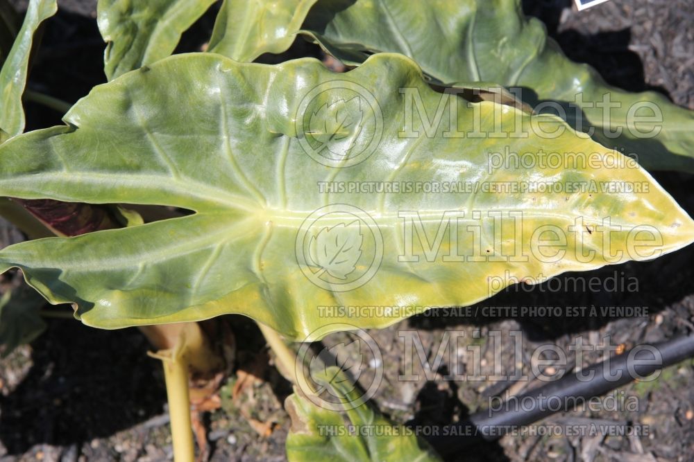 Alocasia Zulu Mask (Alocasia elephant ear taro) 1 