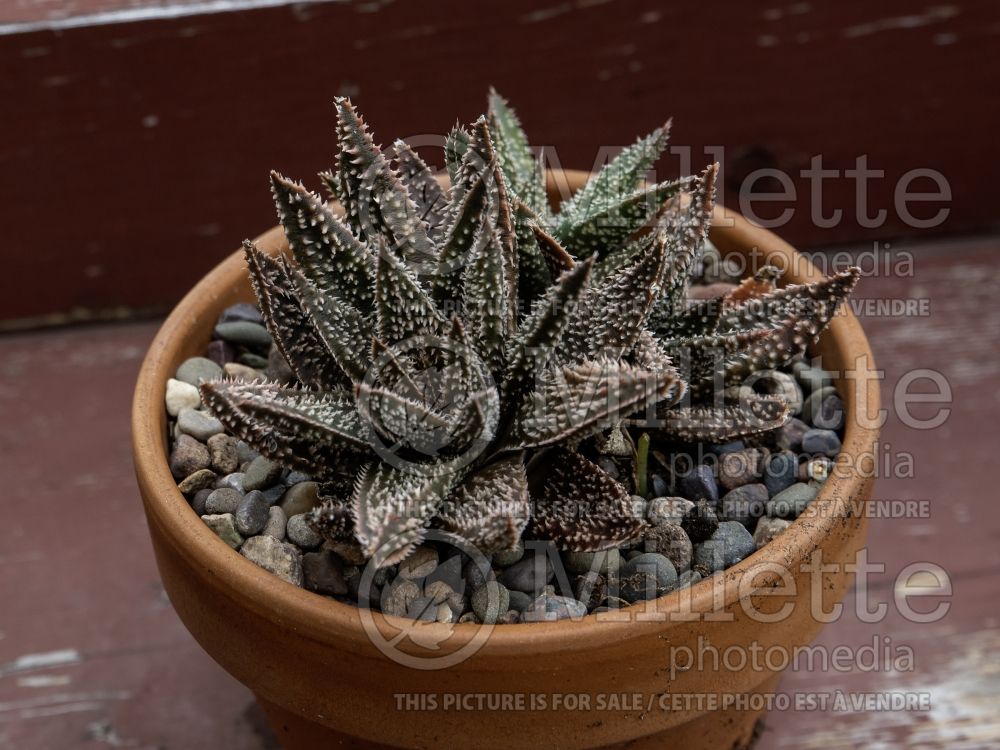 Aloe Gasteraloe Tarantula (Sunset Aloe cactus) 1 