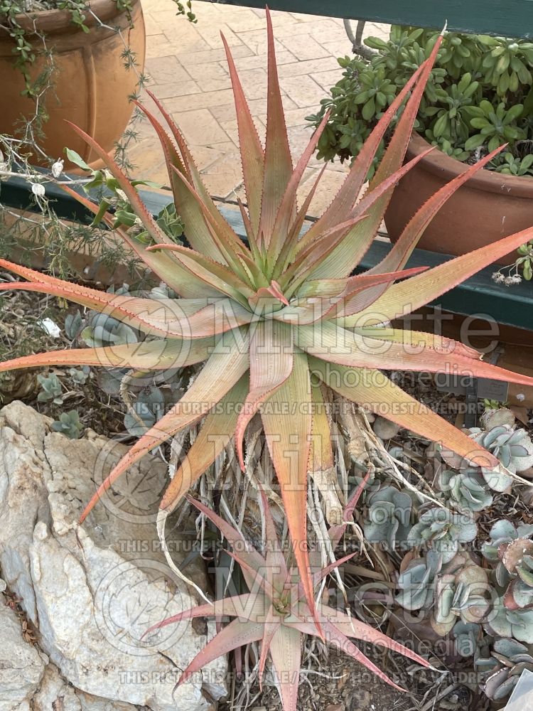 Aloe lineata (Snake Aloe cactus) 1 