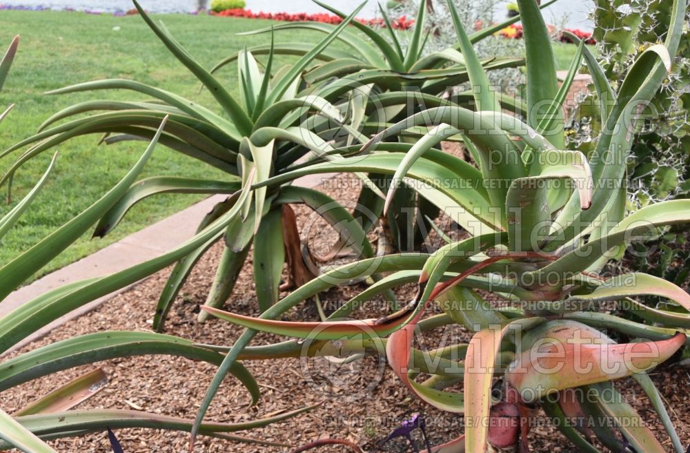 Aloe Goliath (Aloe cactus) 1 