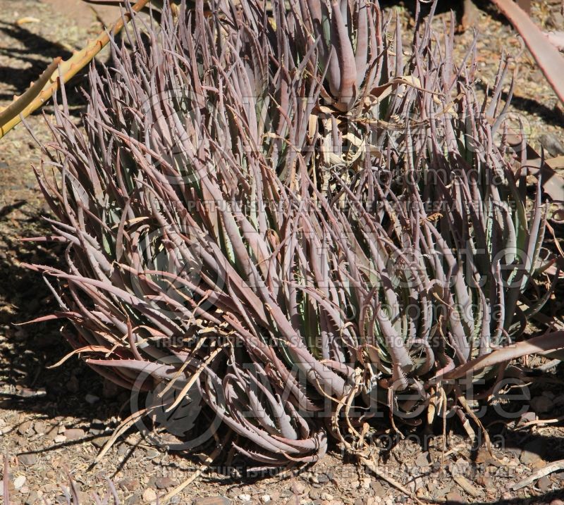 Aloe Blue Elf (Sunset Aloe cactus) 2 