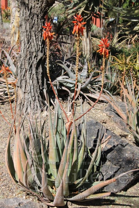 Aloe Blue Elf (Sunset Aloe cactus) 1 