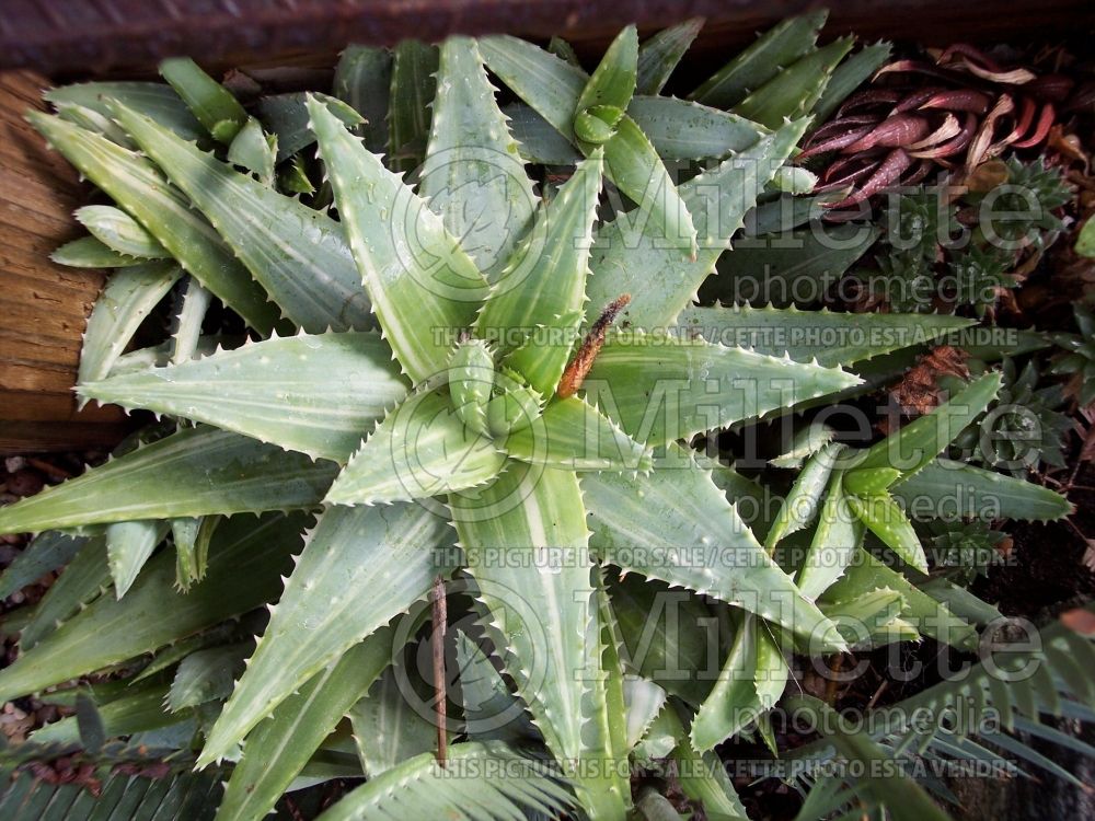 Aloe Variegata (Sunset Aloe cactus) 1 