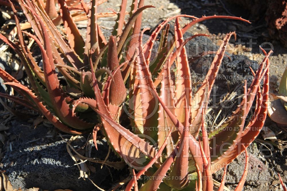 Aloe buhrii (Aloe cactus) 1 