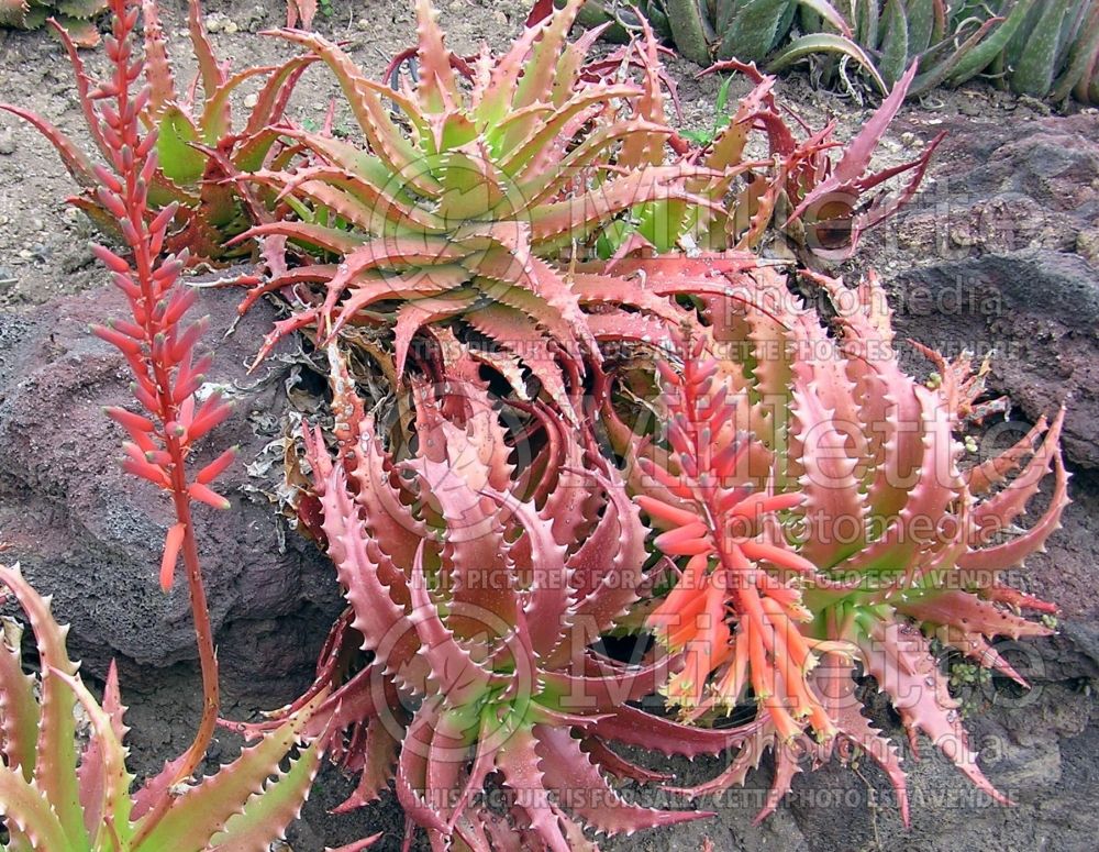 Aloe dorotheae (Sunset Aloe cactus) 1