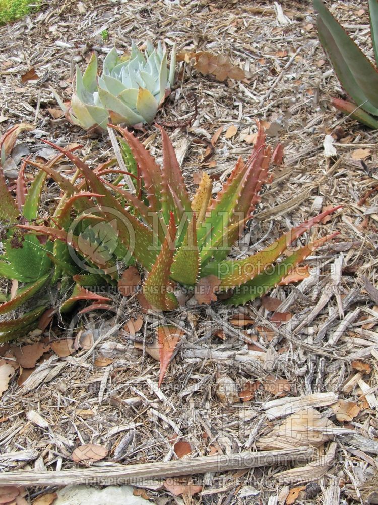 Aloe dorotheae (Sunset Aloe cactus) 5