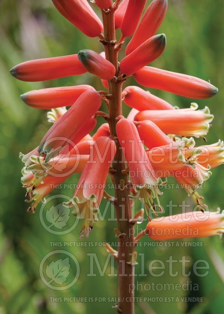 Aloe dorotheae (Sunset Aloe cactus) 3 