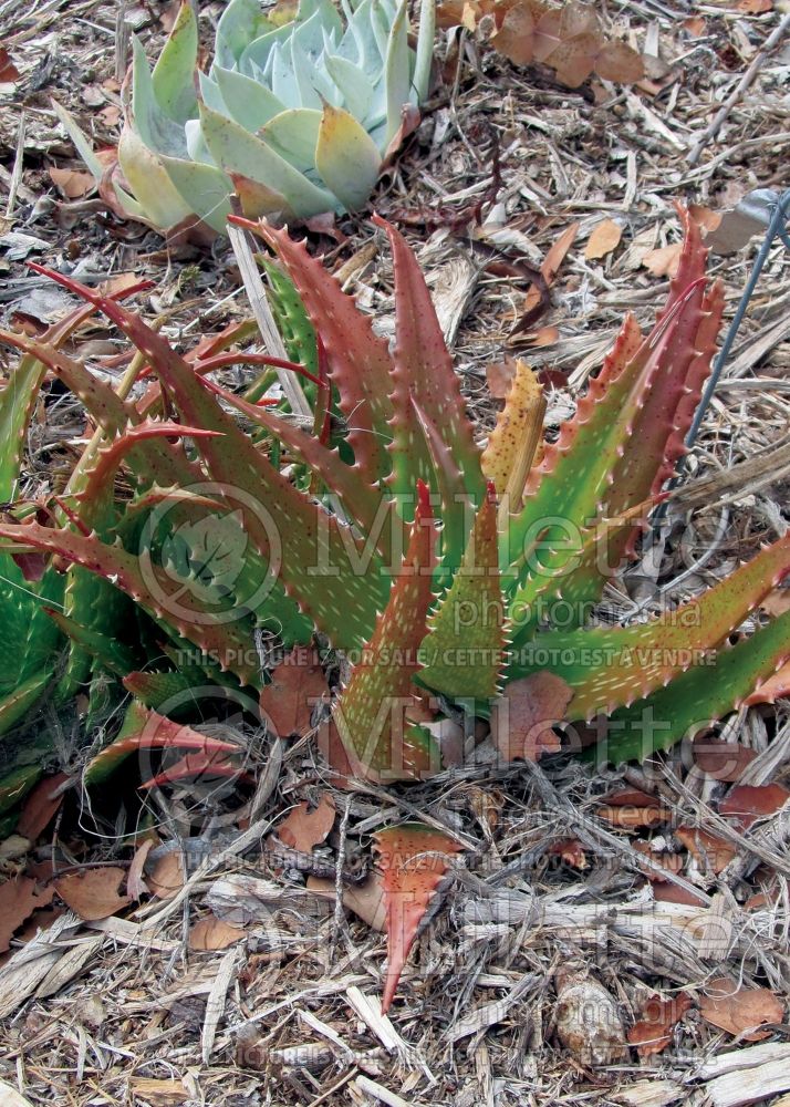 Aloe dorotheae (Sunset Aloe cactus) 4 