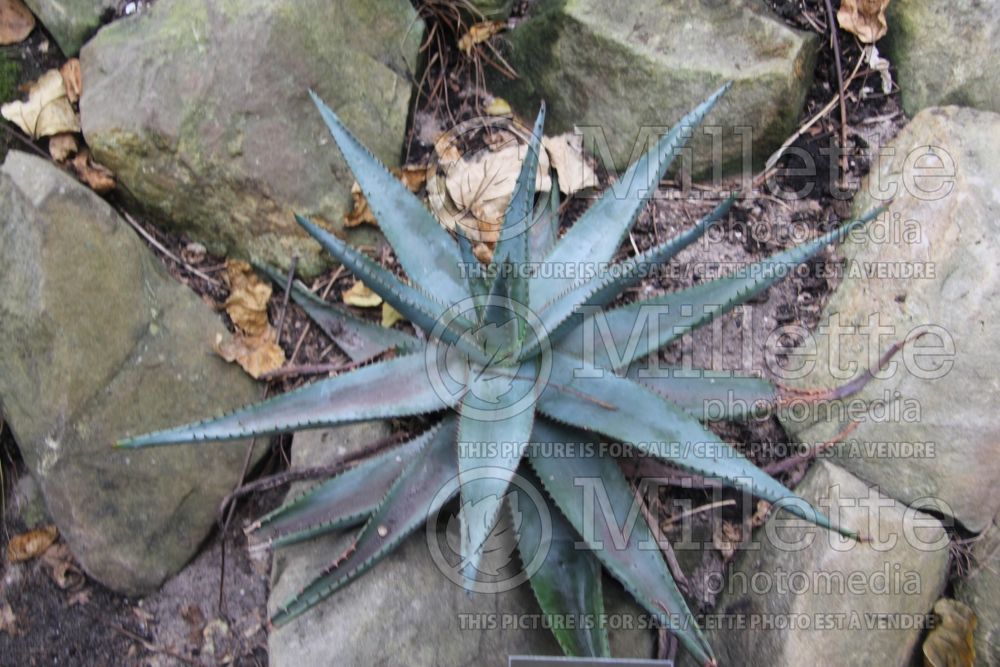 Aloe ferox (Aloe cactus) 1 