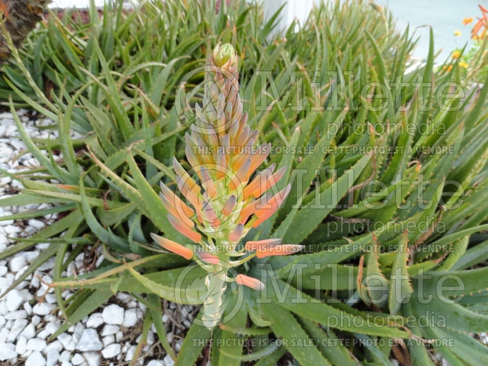 Aloe maculata (Sunset Aloe cactus) 1 