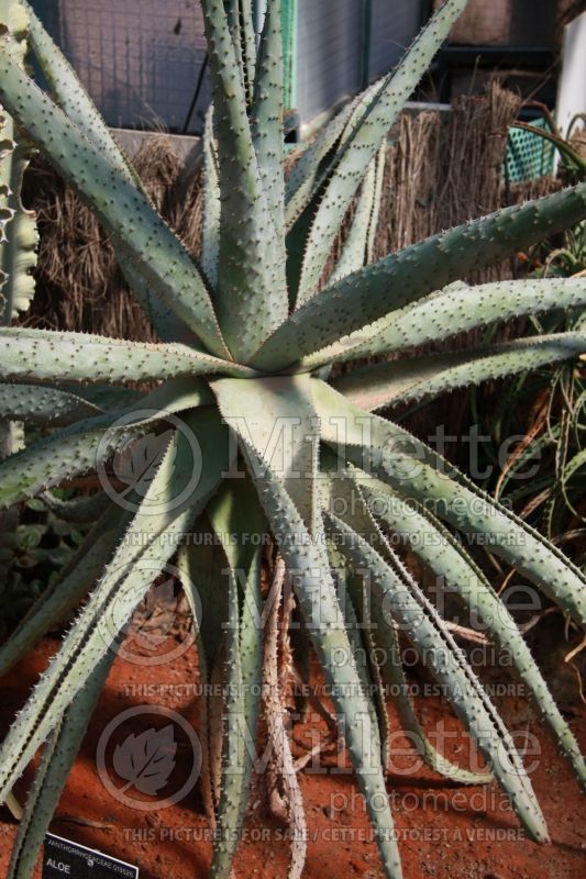 Aloe marlothii (Aloe cactus) 2 