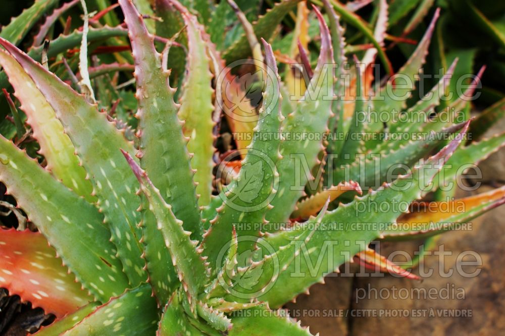 Aloe mubendiensis (Aloe cactus) 1 