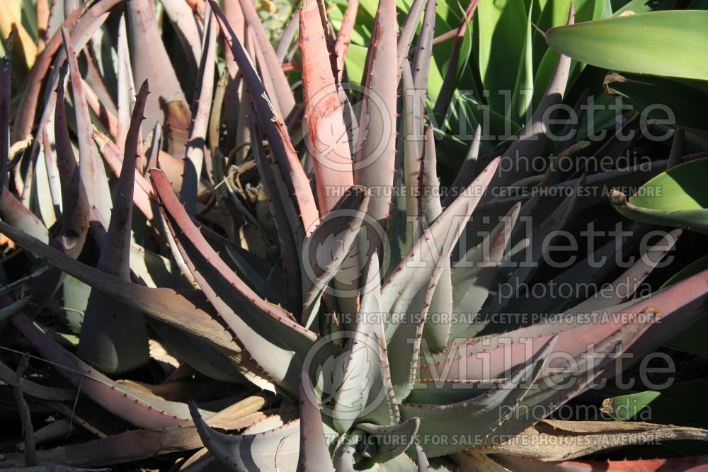 Aloe petricola (Aloe cactus) 1 