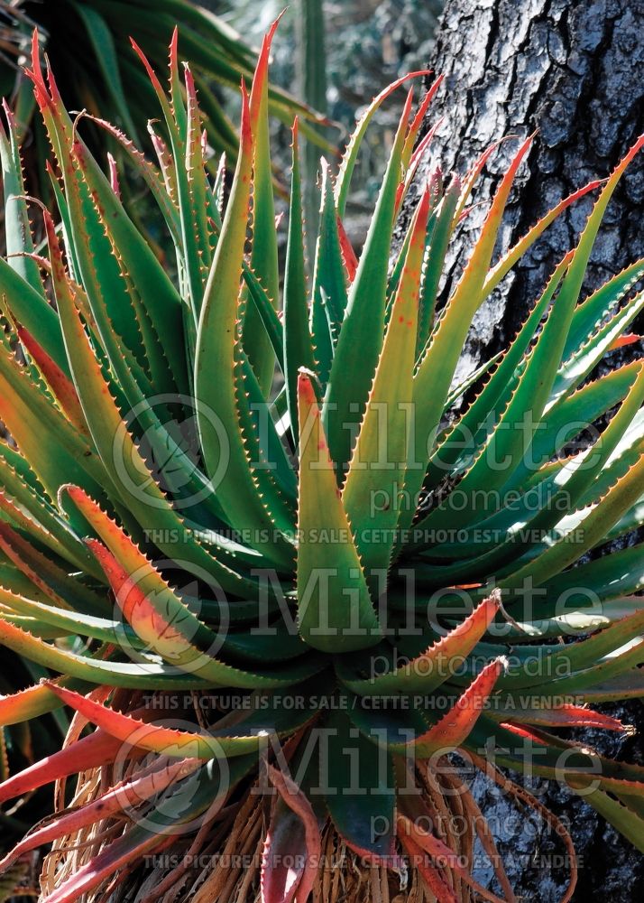 Aloe pluridens (French Aloe cactus) 1 