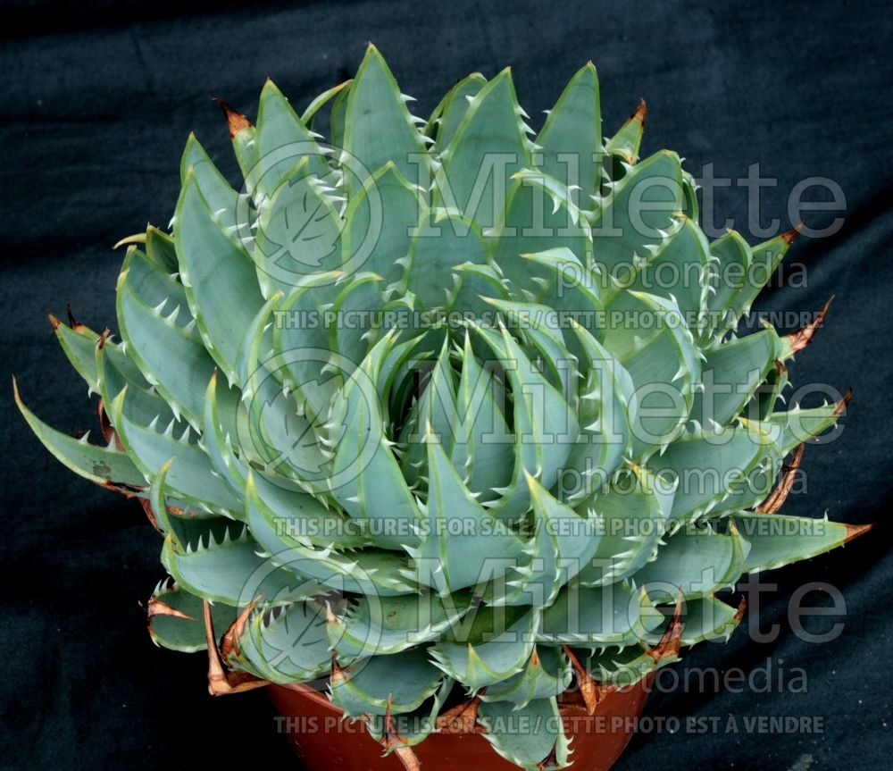 Aloe polyphylla (Sunset Aloe cactus) 1 