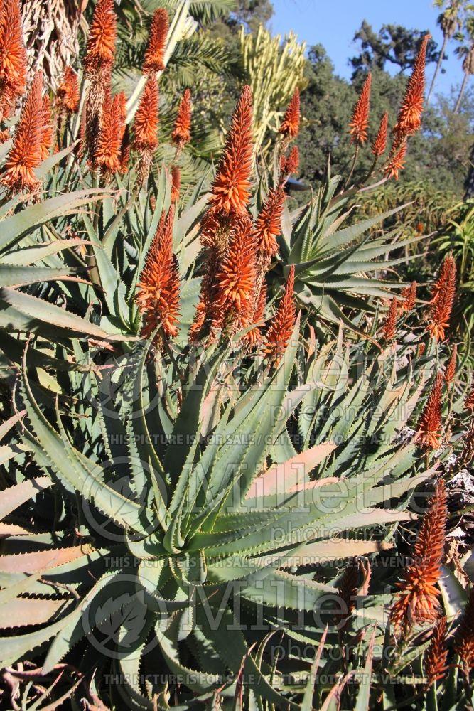 Aloe principis (Aloe cactus) 2 