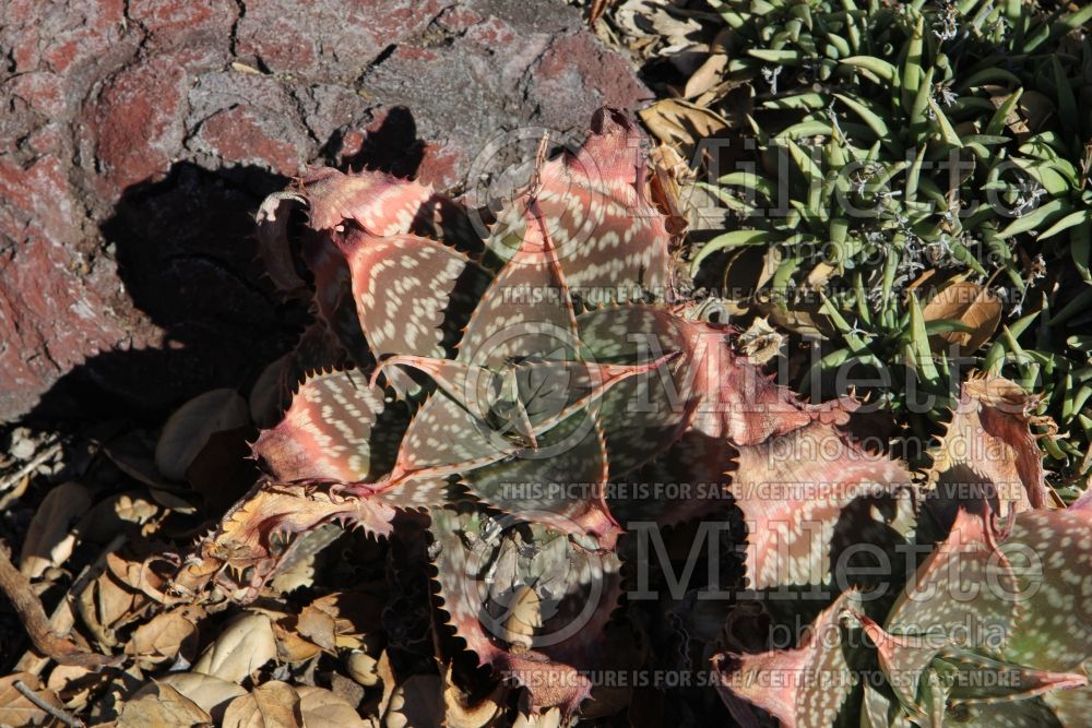 Aloe saponaria (Soap aloe cactus) 1 