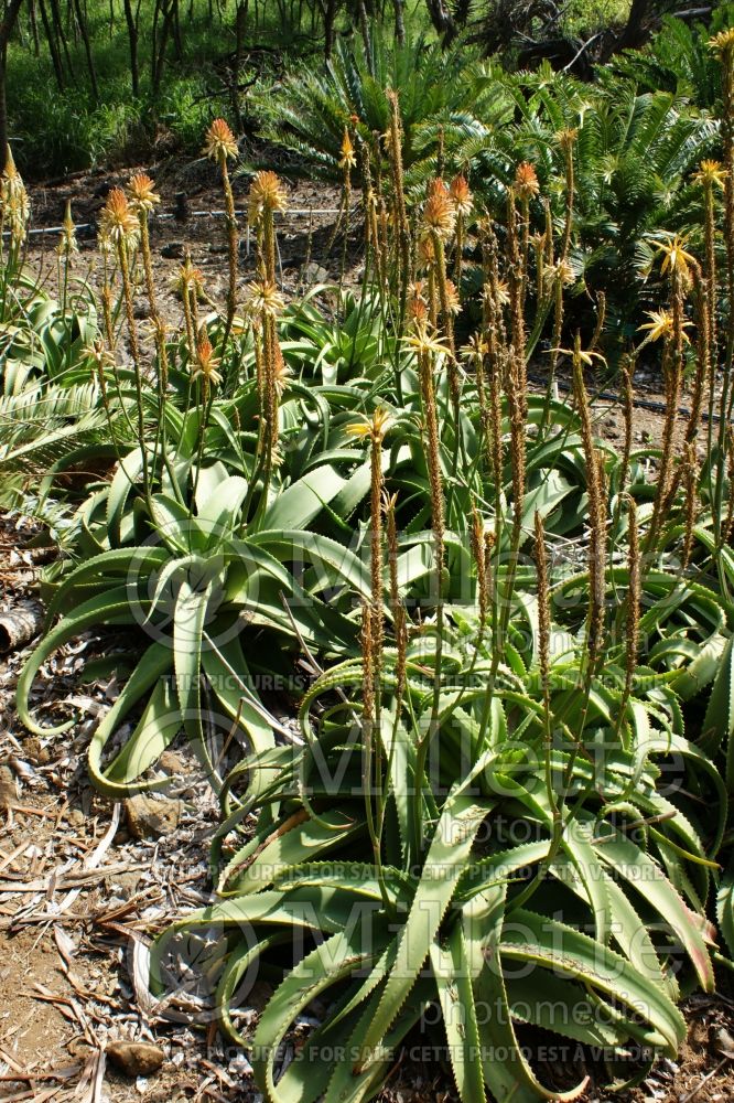 Aloe vanbalenii (Van Balen's Aloe cactus) 1 