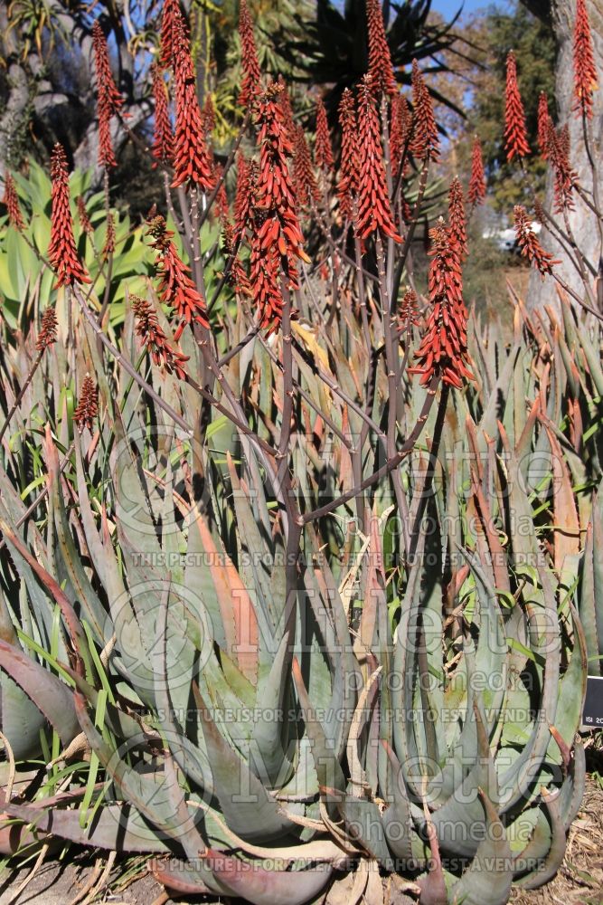 Aloe Vulcan's Fire (Aloe cactus) 1 