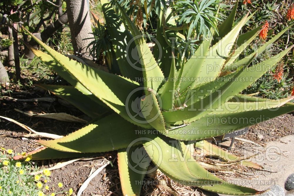 Aloe Vulcan's Fire (Aloe cactus) 2 