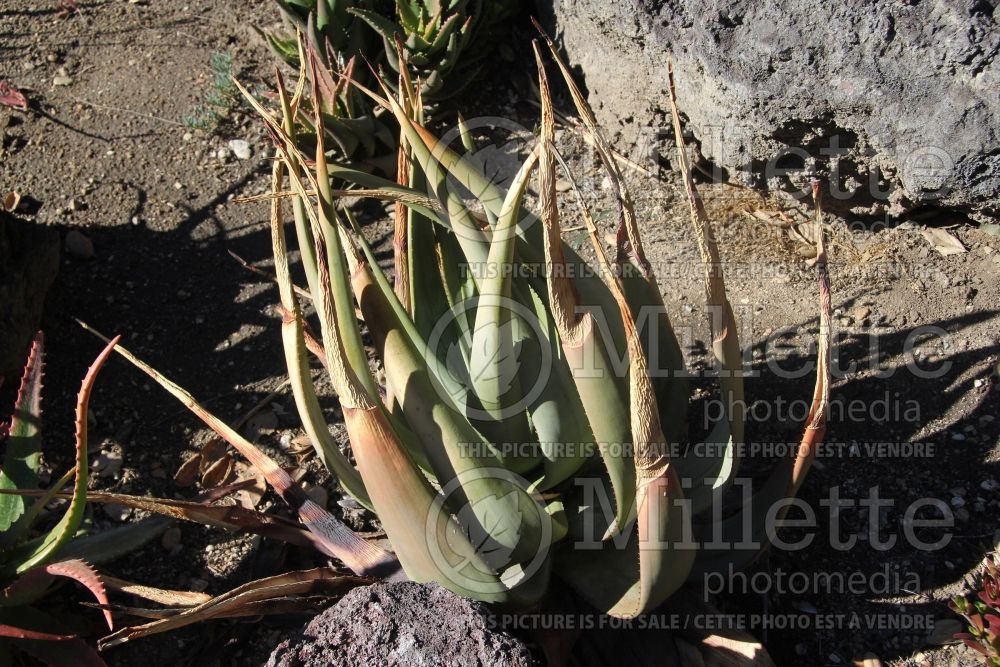 Aloe wickensii (aloe cactus) 1 