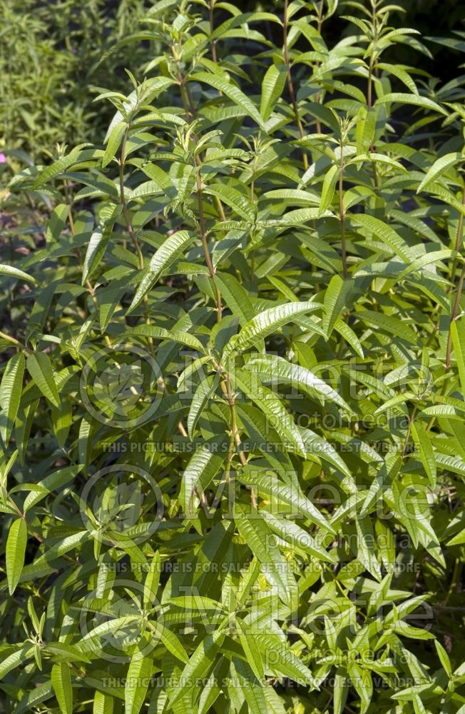 Aloysia citrodora (Lemon Beebrush herb) 1