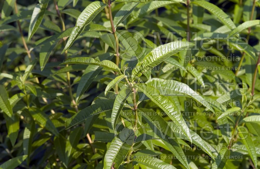 Aloysia citrodora (Lemon Beebrush herb) 2