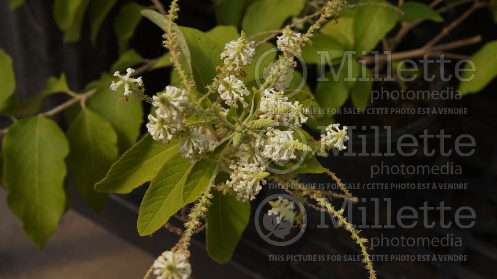 Aloysia virgata (Sweet Almond Bush, Incense Bush) 1