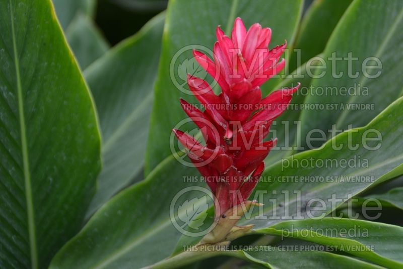 Alpinia purpurata (red ginger, ostrich plume) 1 