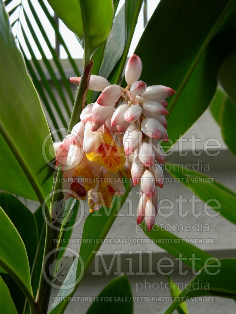 Alpinia zerumbet (Shell ginger) 1 