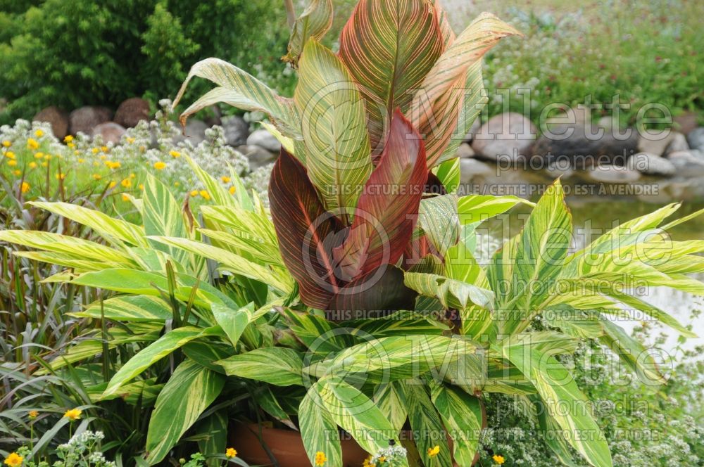 Alpinia Variegata (Variegated shell ginger) 1 