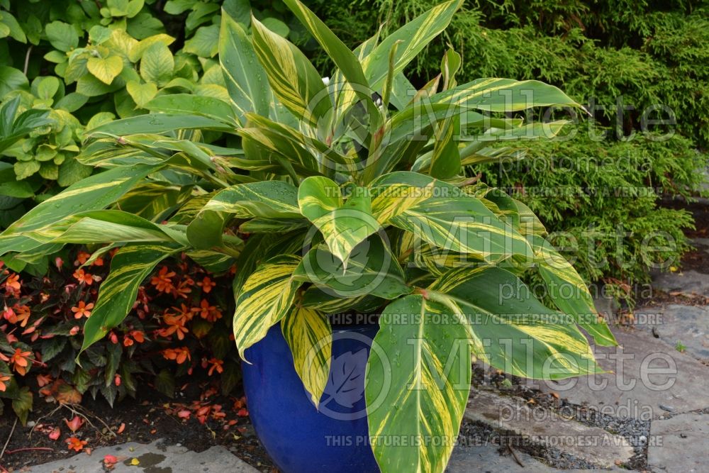 Alpinia Variegata (Variegated shell ginger) 2 