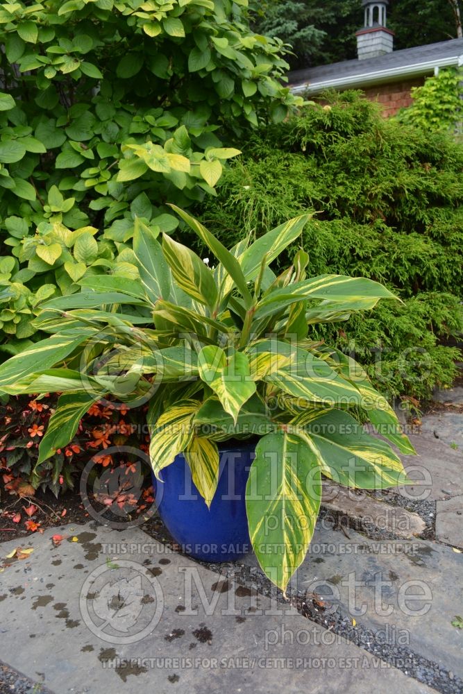 Alpinia Variegata (Variegated shell ginger) 3 