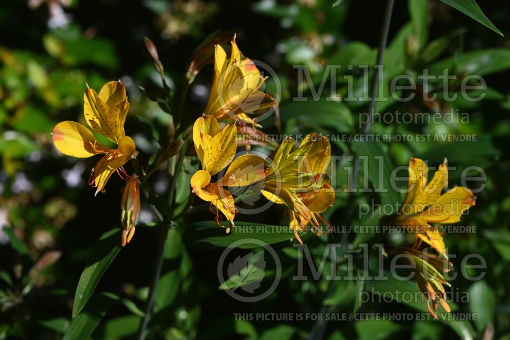 Alstroemeria aurea (Lily-of-the-Incas) 1 