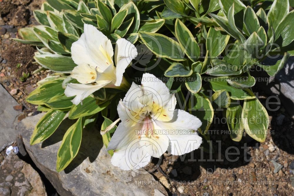 Alstroemeria Colorita Claressa (Lily-of-the-Incas) 1