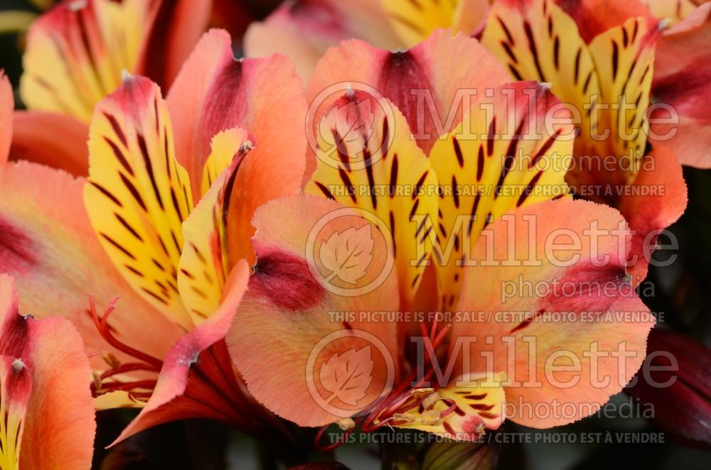 Alstroemeria Indian Summer (Peruvian lilies) 5