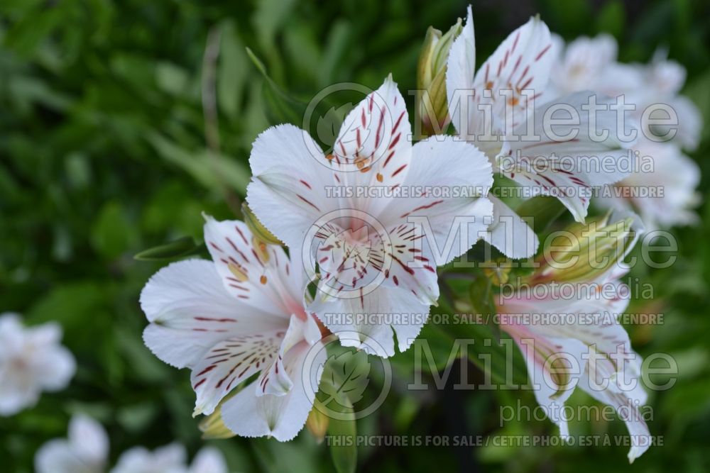 Alstroemeria Casablanca (Lily-of-the-Incas) 1 