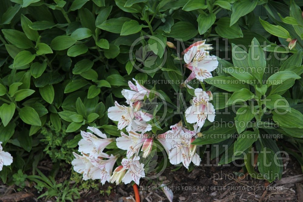 Alstroemeria Casablanca (Lily-of-the-Incas) 2 