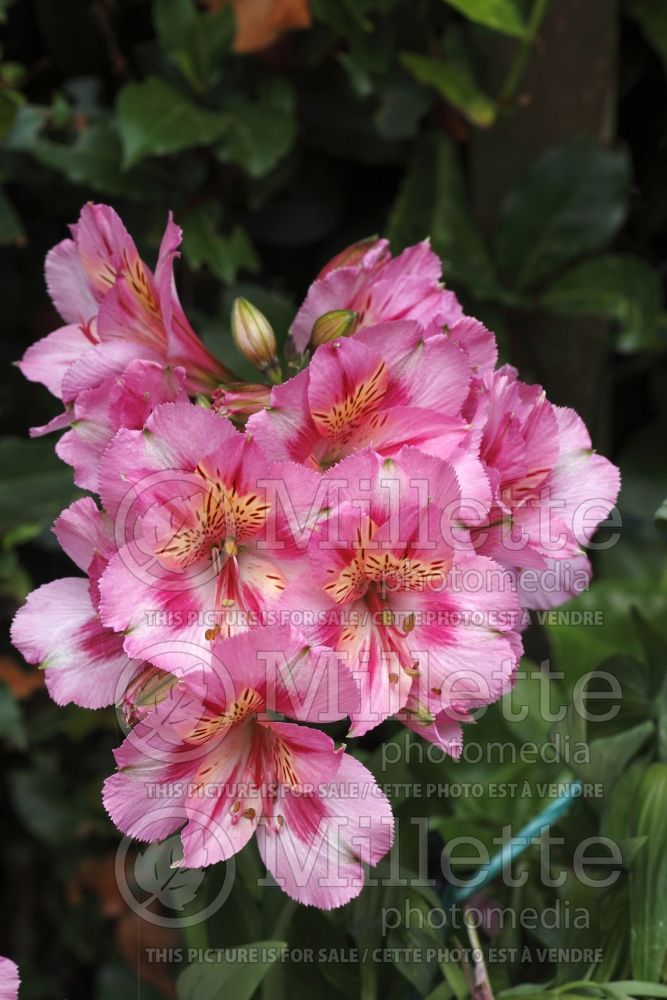 Alstroemeria Colorita Happy Garden Days (Lily-of-the-Incas) 1 