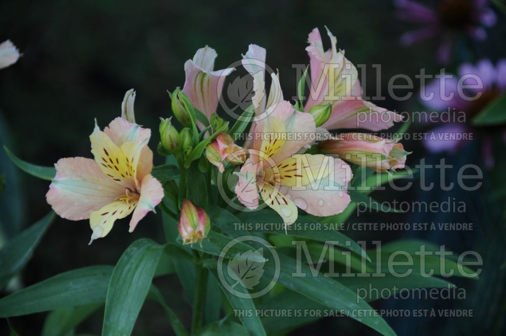 Alstroemeria Inca Ice or Koice (Lily-of-the-Incas)  1