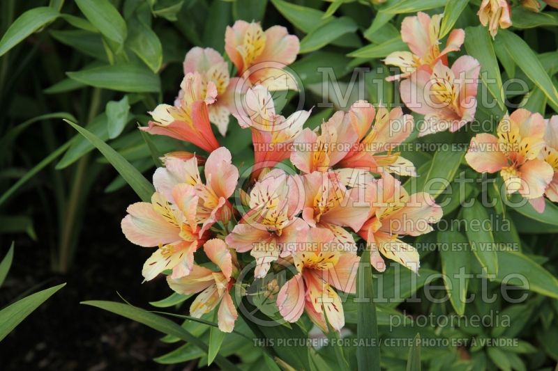 Alstroemeria Inca Ice or Koice (Lily-of-the-Incas) 2 