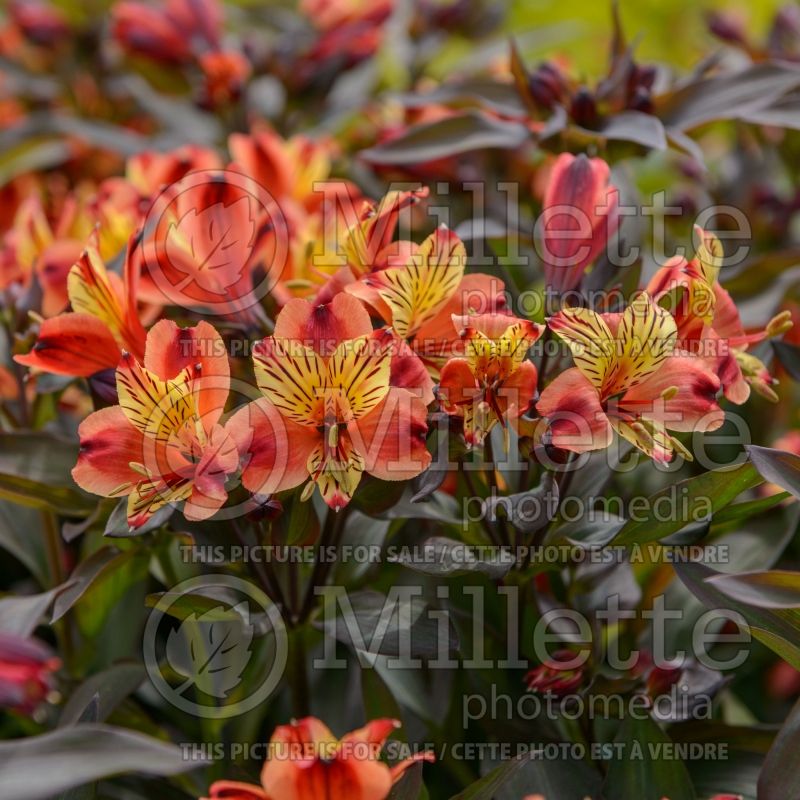 Alstroemeria Indian Summer aka Tesronto (Peruvian lilies) 1 