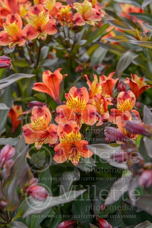 Alstroemeria Indian Summer aka Tesronto (Peruvian lilies) 2 