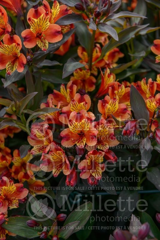 Alstroemeria Indian Summer aka Tesronto (Peruvian lilies) 3 