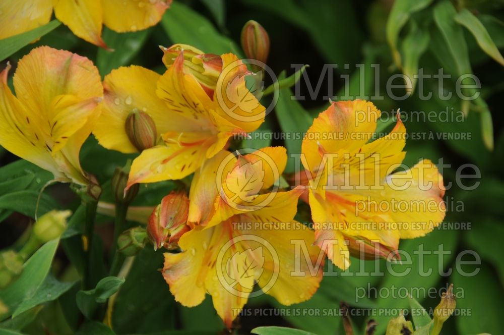 Alstroemeria Princess Ariane or Zapriari (Lily-of-the-Incas) 1 